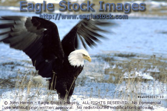[beb858017-10]  Bald Eagle photo / graphic.  Very pretty photo with the eagle in a snow and ice covered lake.